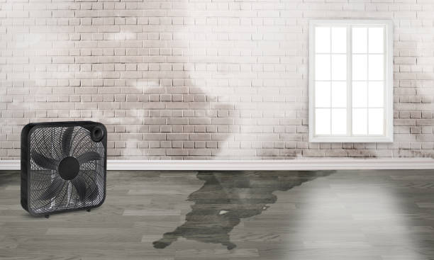 Best Water damage restoration near me  in Baltimore Highlands, MD